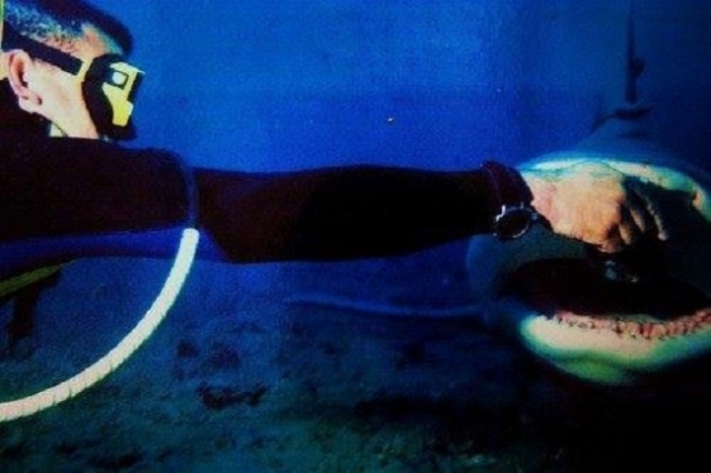 Feeding sharks 